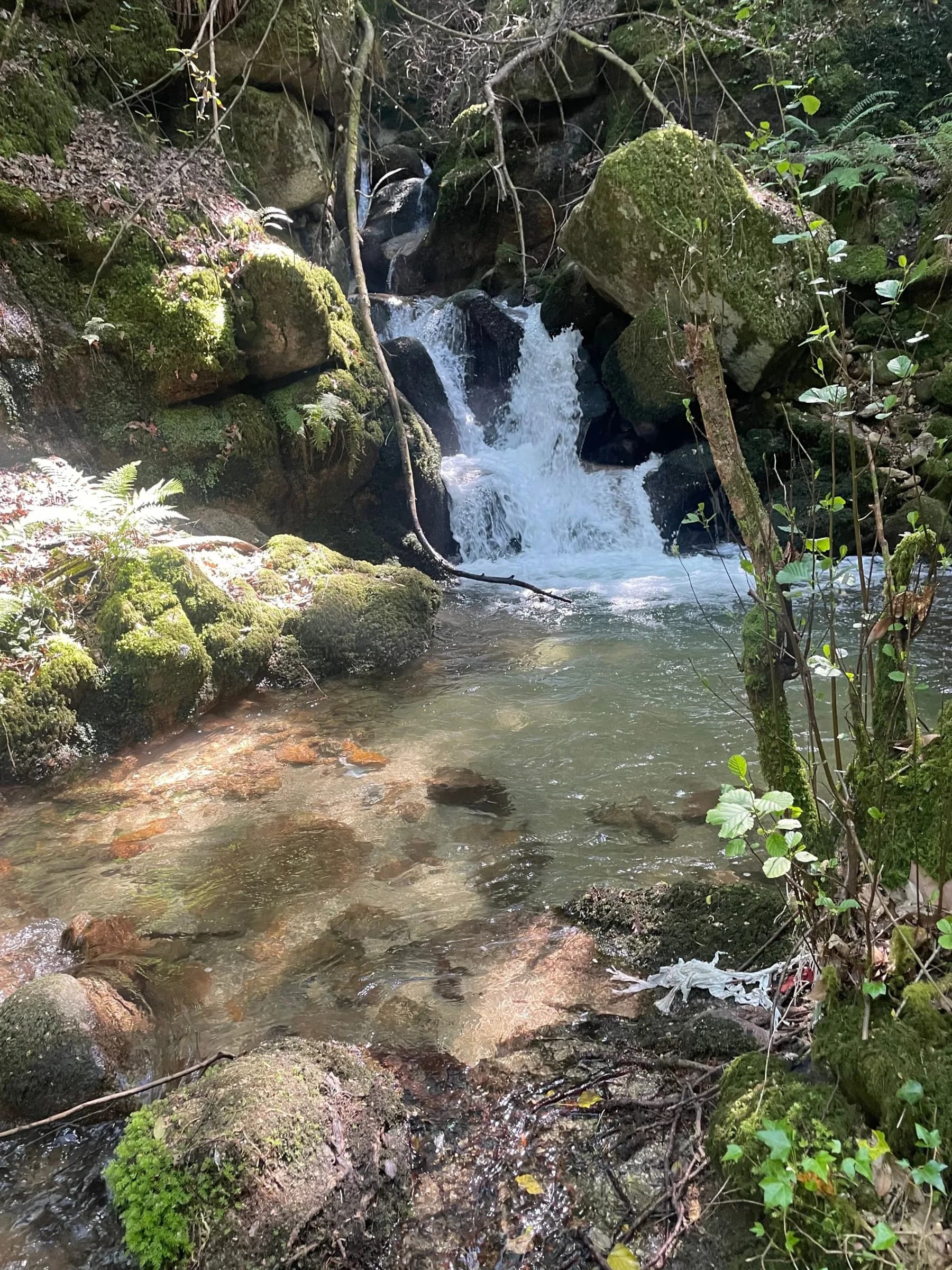Cascata no ribeiro do bosque, com água límpida entre pedras cobertas de musgo